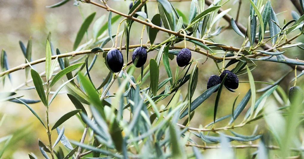 aceitunas curiosidades